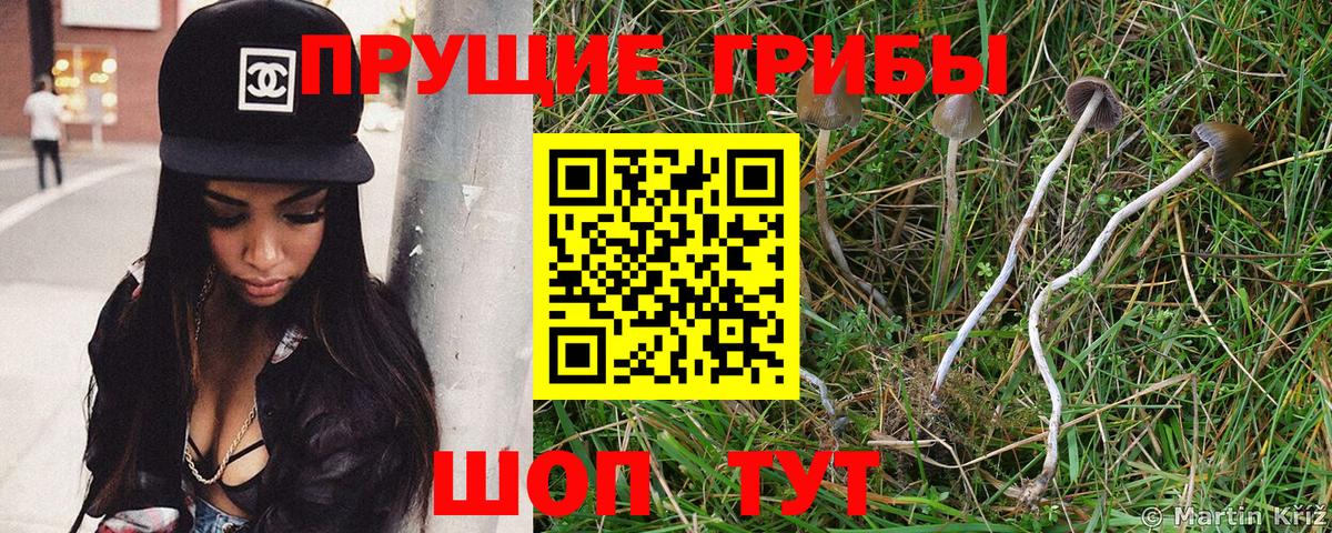 Псилоцибиновые грибы Cubensis  Вход с VPN  Скопин 